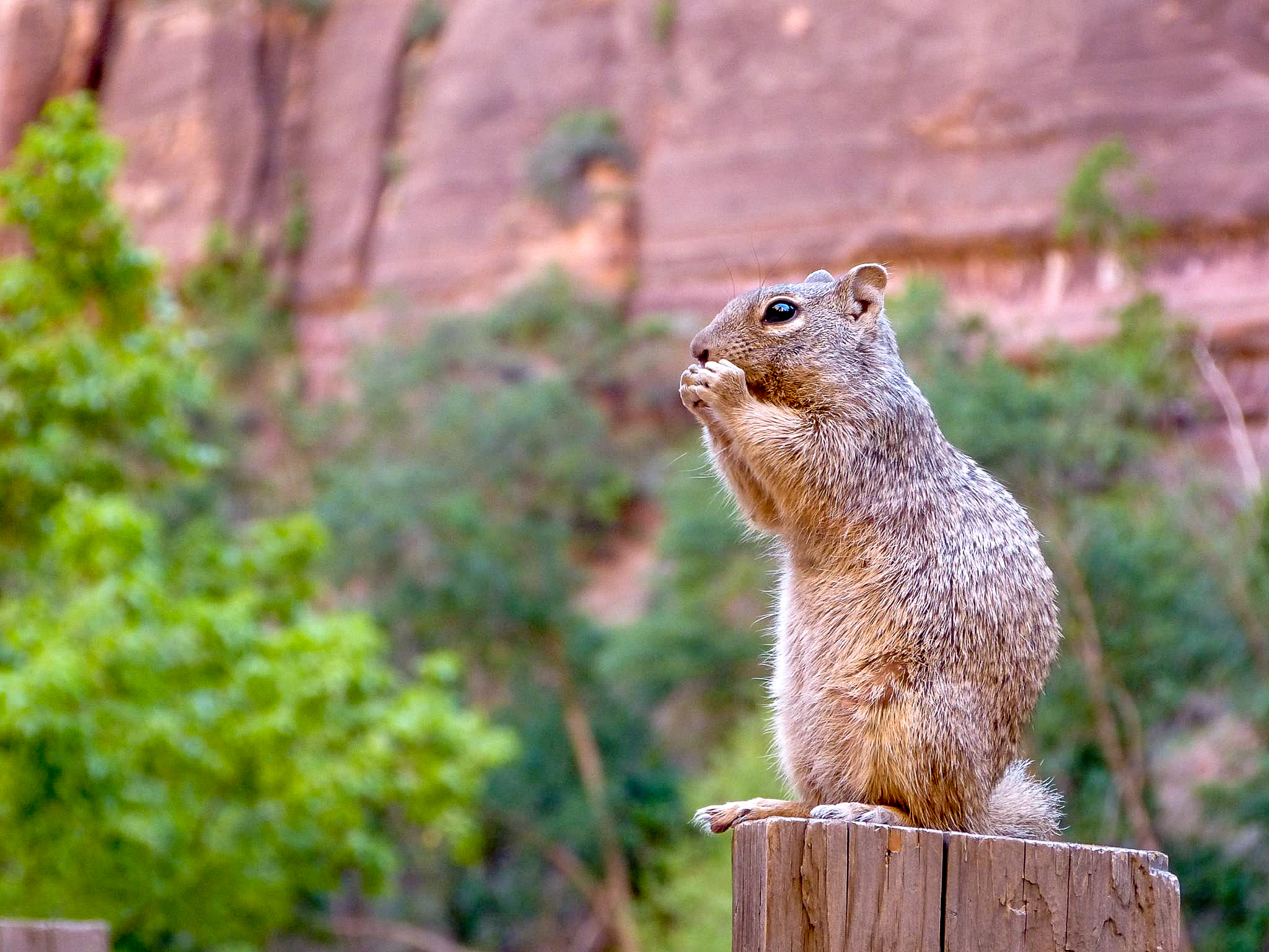 Really cute squirrel. Have to include = dad