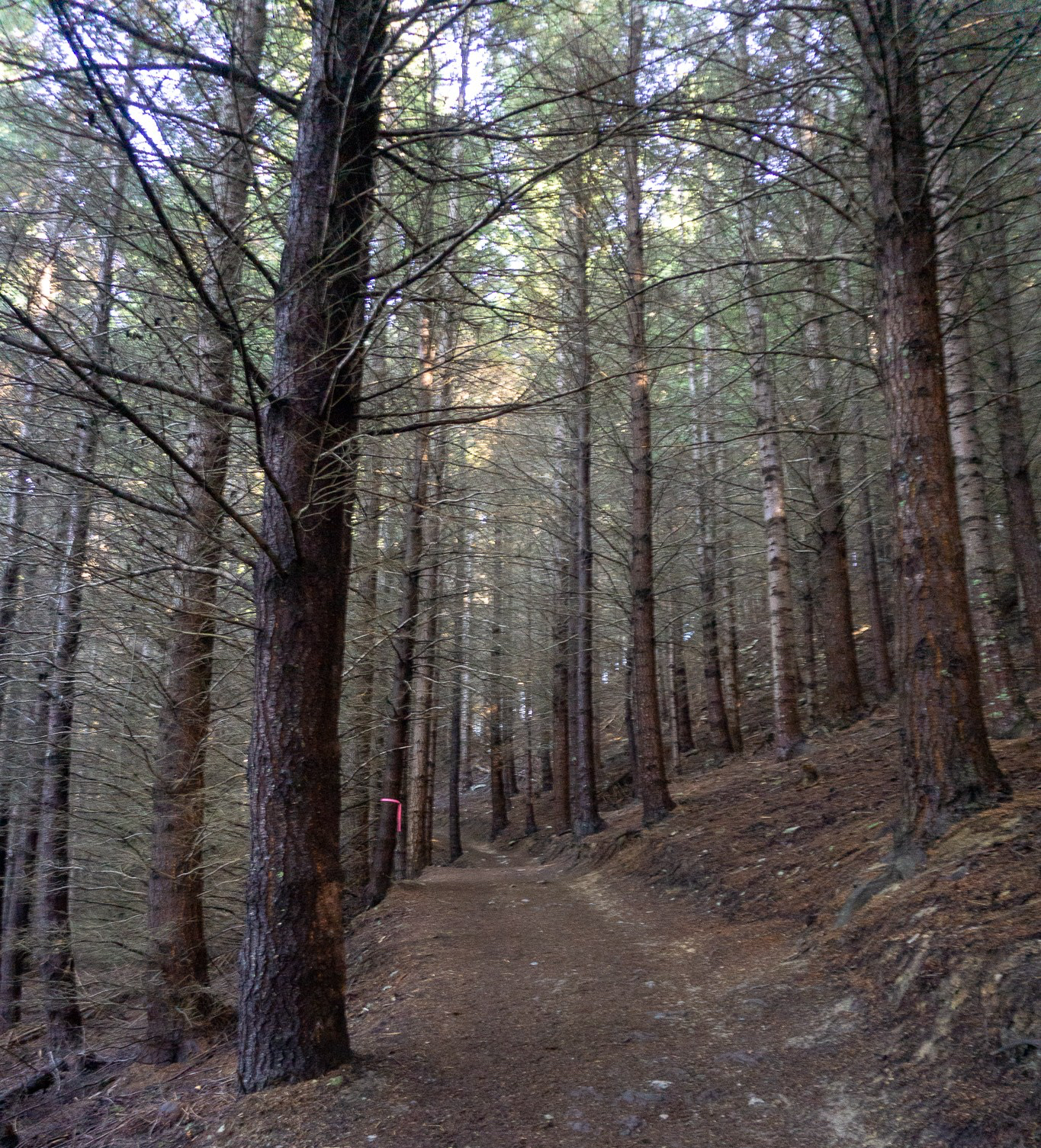 Photo of the Ben Lomond track beneath pine trees just above the gondola
